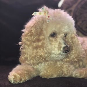 Meet your Posher, Zelma